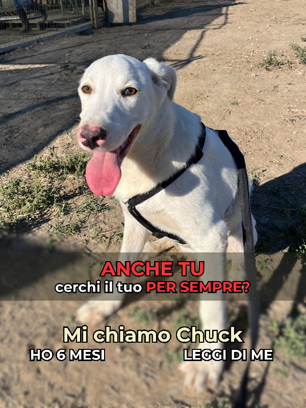 Chuck – Cucciolo Buono E Socievole